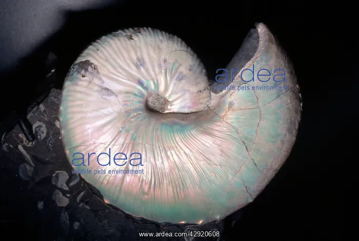 : Ammonite Fossil - Cretaceous Period 110 m.y.a : Ammonite Fossil - Cretaceous Period 110 m.y.a