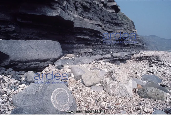 : Ammonite Fossil - eroded by sea on beach : Ammonite Fossil - eroded by sea on beach