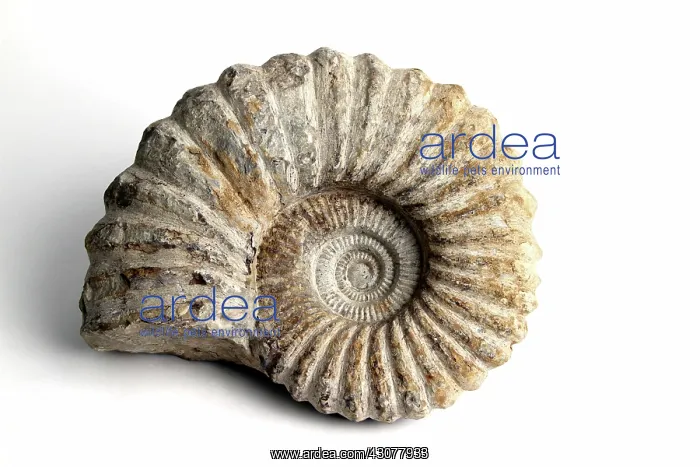 : Ammonite Fossil Fossil : Ammonite Fossil Fossil