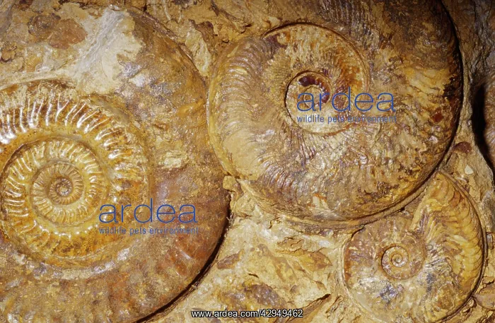 : Ammonite Fossil - Triassic period 248-213 m.y.a : Ammonite Fossil - Triassic period 248-213 m.y.a