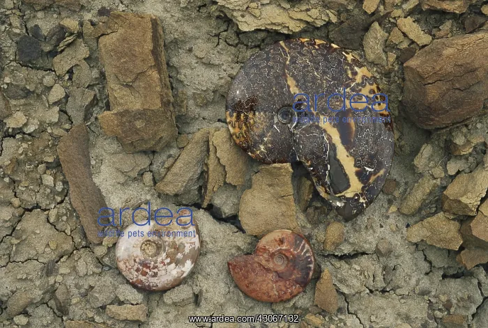 : Ammonite Fossils : Ammonite Fossils