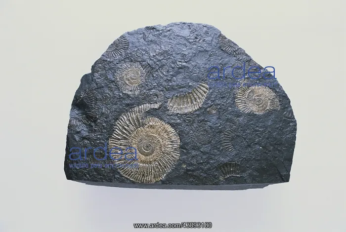: Ammonite Fossils : Ammonite Fossils