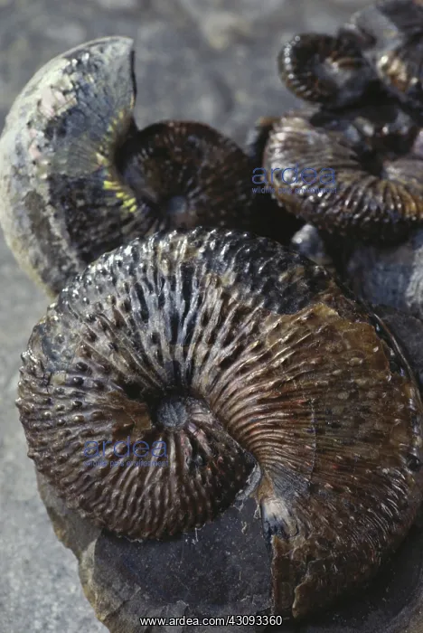 : Ammonite Fossils : Ammonite Fossils