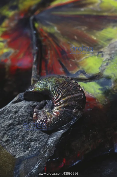: Ammonite Fossils : Ammonite Fossils