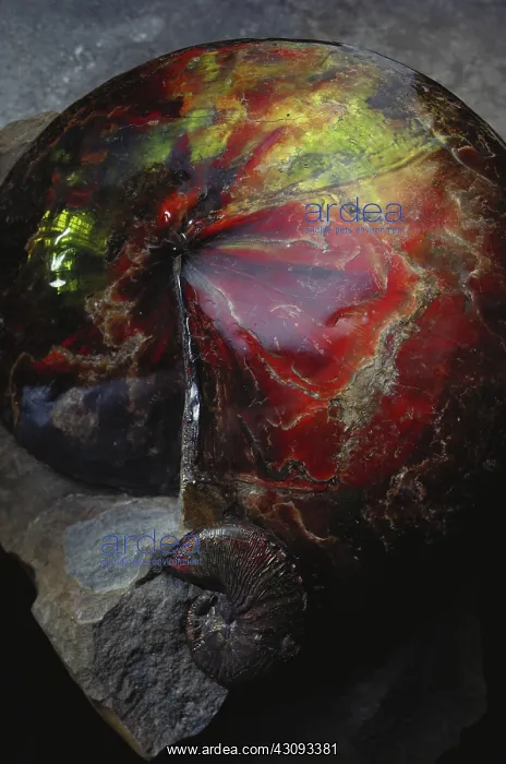 : Ammonite Fossils : Ammonite Fossils