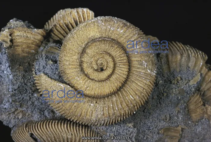 : Ammonite Fossils : Ammonite Fossils