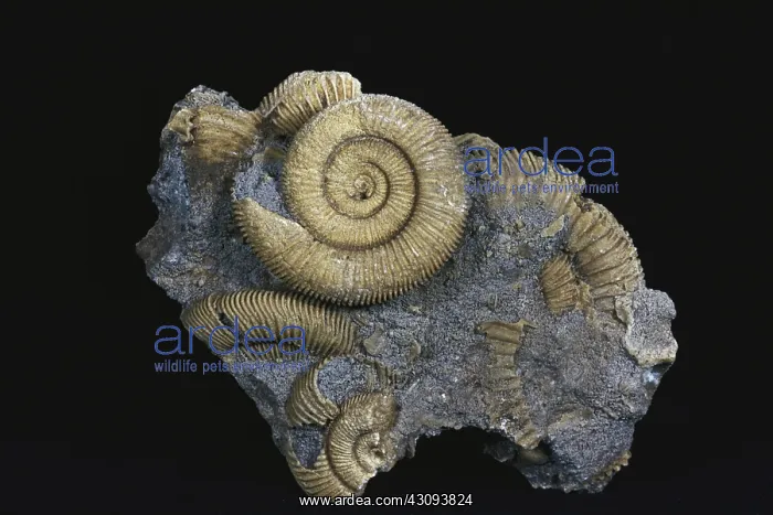 : Ammonite Fossils : Ammonite Fossils