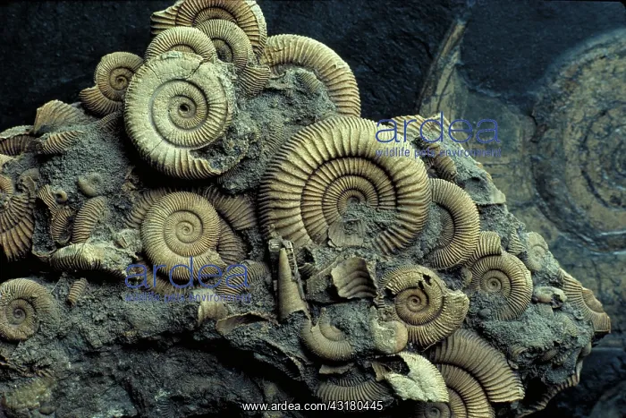 : Ammonite fossils : Ammonite fossils