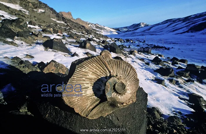 : Ammonite Fossils and scree slopes in snow : Ammonite Fossils and scree slopes in snow