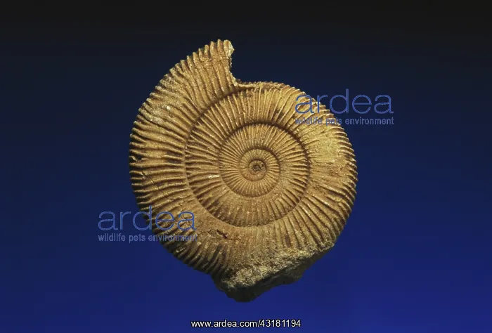: Ammonite from Germany : Ammonite from Germany