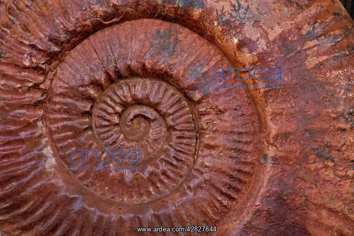 : Ammonite (Parkinsonia) - Southern France - mid-Jurassi : Ammonite (Parkinsonia) - Southern France - mid-Jurassi