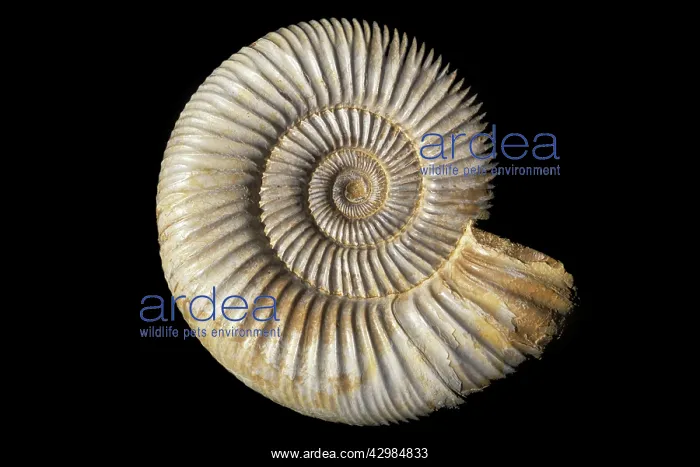 : Ammonite - Perisphinctes - Jurassic : Ammonite - Perisphinctes - Jurassic