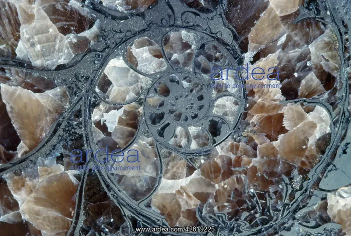 : Ammonite - pyritized, pyrite has replaced minerals : Ammonite - pyritized, pyrite has replaced minerals