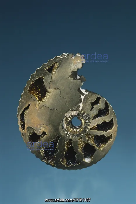  : Ammonite Replaced by Pyrite