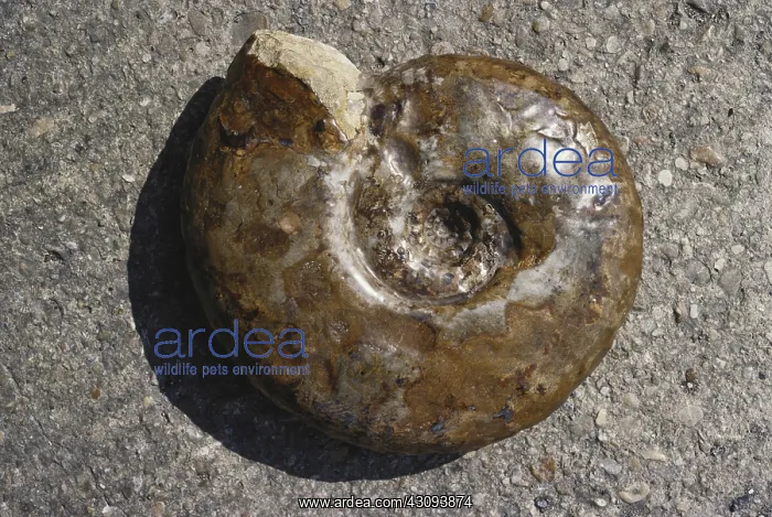  : Ammonoid Cast