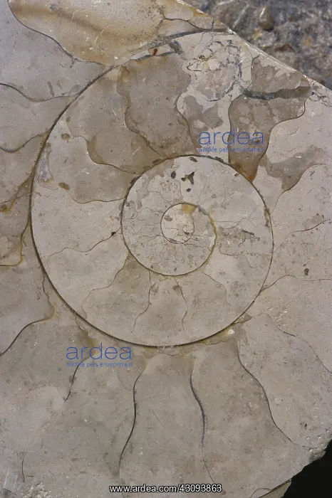 : Ammonoid Section : Ammonoid Section
