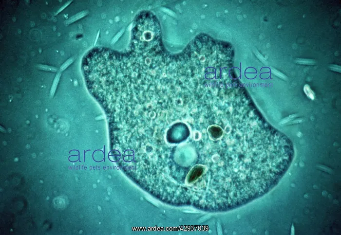 : AMOEBA - PHASE CONTRAST : AMOEBA - PHASE CONTRAST