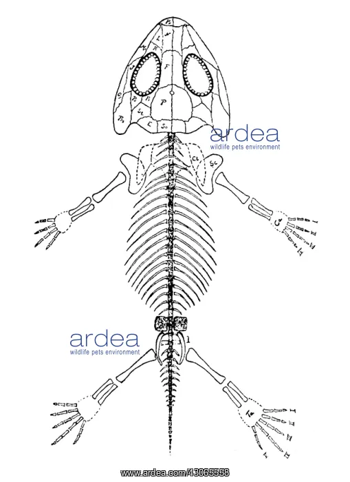 : Amphibamus, Cenozoic Amphibian : Amphibamus, Cenozoic Amphibian
