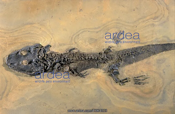 : Amphibian fossil : Amphibian fossil