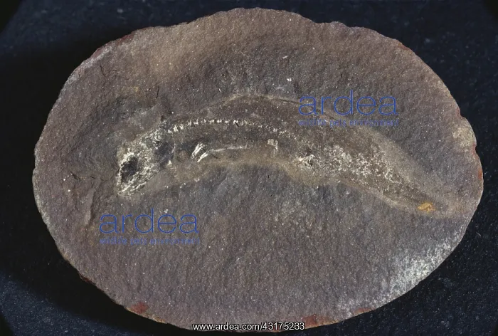  : Amphibian Fossil