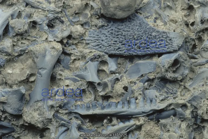 : Amphibian Fossils : Amphibian Fossils