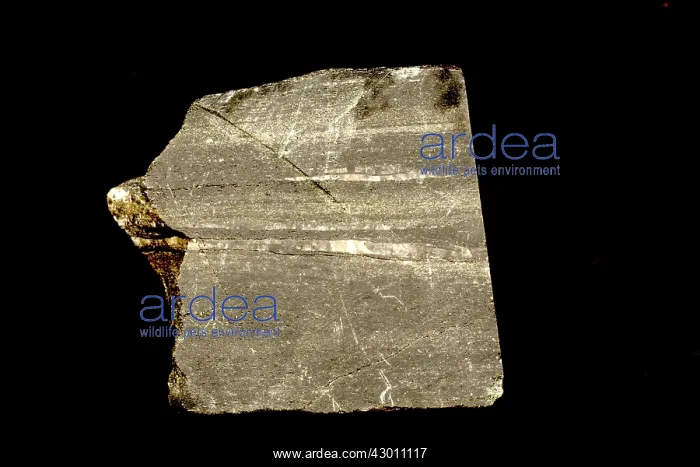 : Amphibolite : Amphibolite