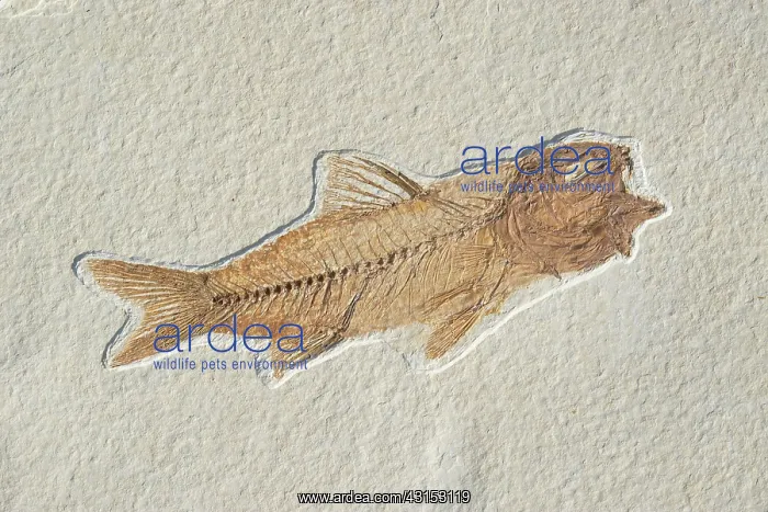 : Amphiplaga bracyptera Fossil : Amphiplaga bracyptera Fossil