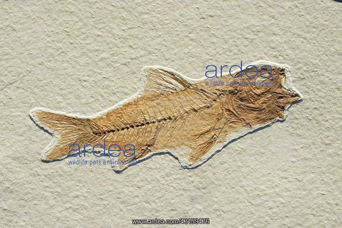 : Amphiplaga bracyptera Fossil : Amphiplaga bracyptera Fossil