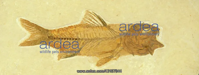 : Amphiplaga bracyptera Fossil : Amphiplaga bracyptera Fossil