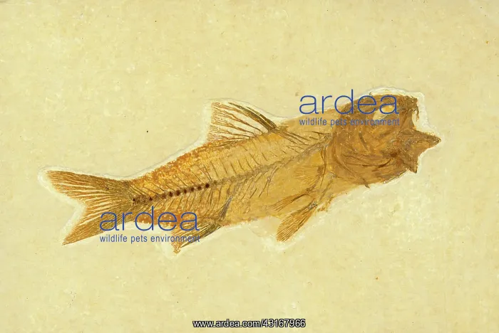 : Amphiplaga bracyptera Fossil : Amphiplaga bracyptera Fossil