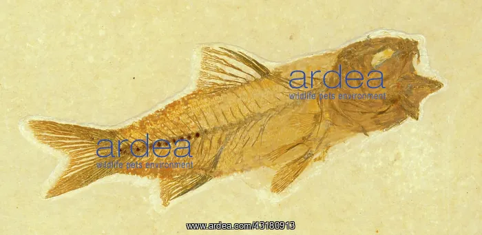 : Amphiplaga bracyptera Fossil : Amphiplaga bracyptera Fossil
