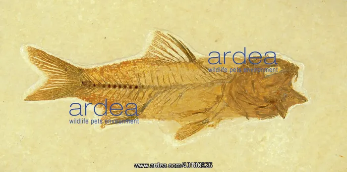 : Amphiplaga bracyptera Fossil : Amphiplaga bracyptera Fossil