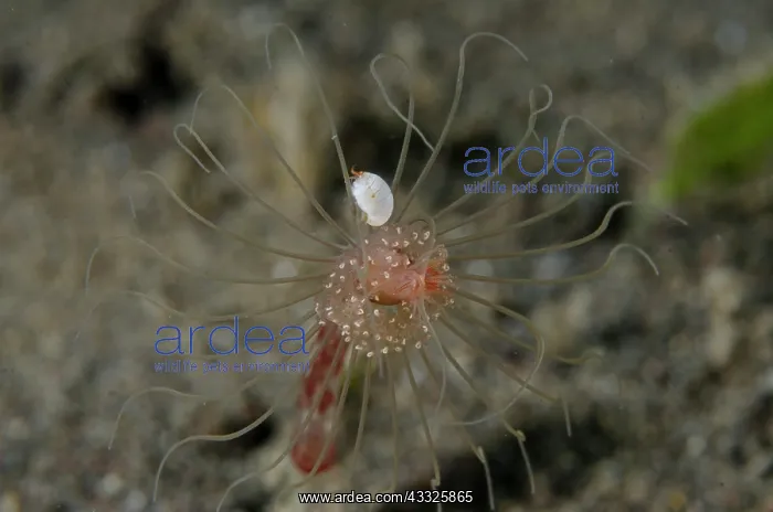  : Amphipod - on Hydroid (Anthoathecata Order) - Melasti