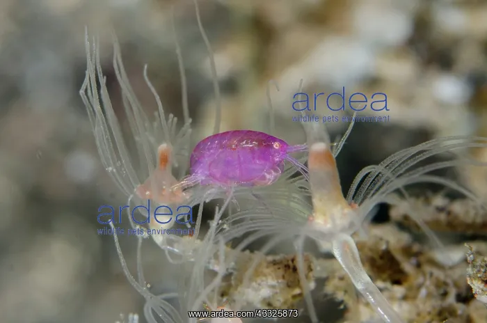  : Amphipod on Hydroid (Anthoathecata Order) - Melasti