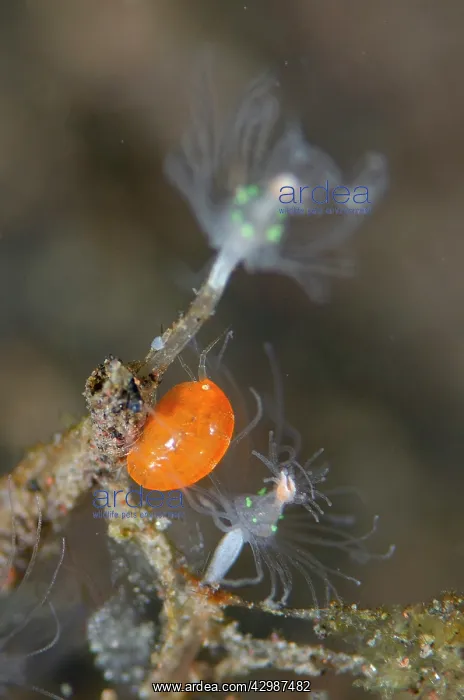 : Amphipod on hydroid - Segara dive site, Seraya : Amphipod on hydroid - Segara dive site, Seraya