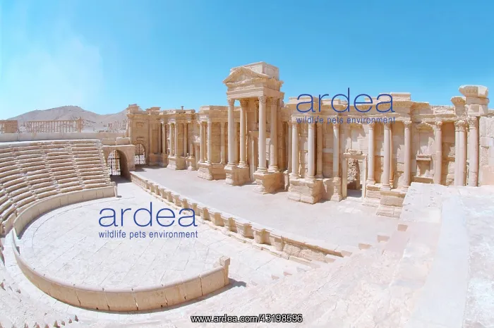 : Amphitheater in the ancient city of Palmyra, Palmyra : Amphitheater in the ancient city of Palmyra, Palmyra