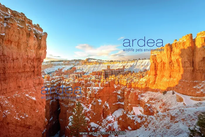 : Amphitheatre in the morning light, snow-covered : Amphitheatre in the morning light, snow-covered