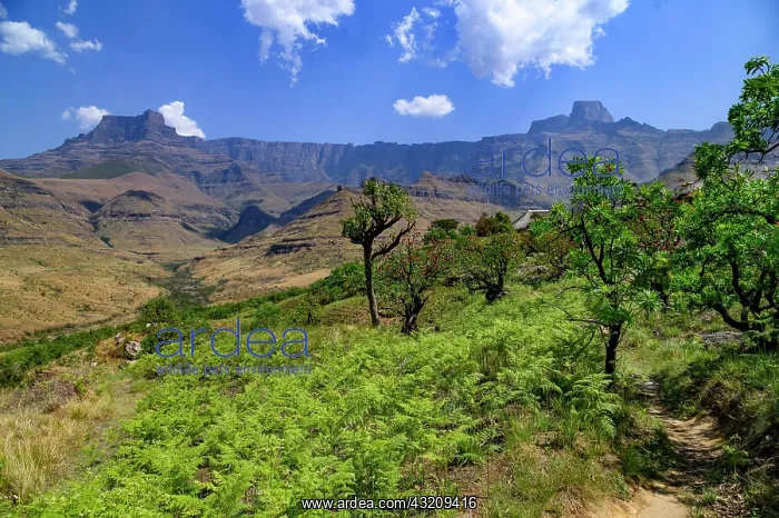 : Amphitheatre, Royal Natal National Park, Drakensberg : Amphitheatre, Royal Natal National Park, Drakensberg