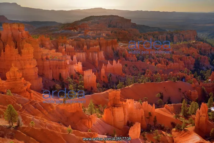 : Amphitheatre - view from sunset point over the : Amphitheatre - view from sunset point over the