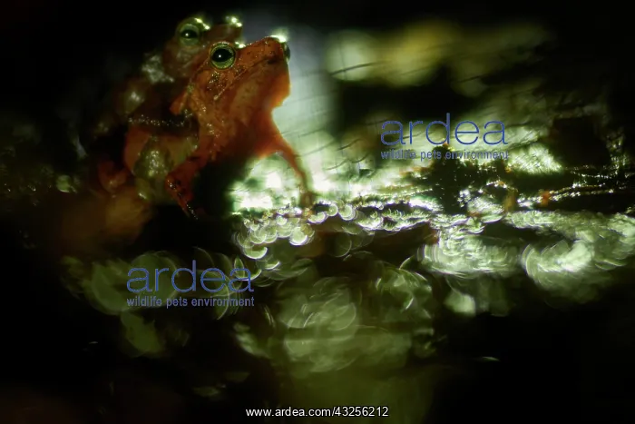 : Amplexus of Para Toad (Rhinella castaneotica, ex : Amplexus of Para Toad (Rhinella castaneotica, ex