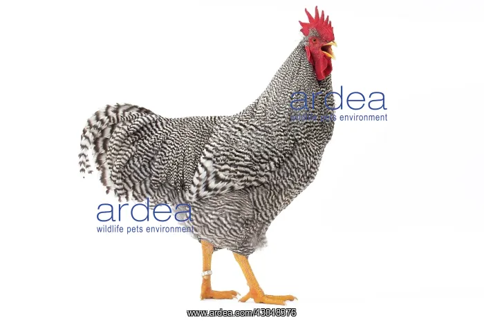  : Amrock Chicken Cockerel  /  Rooster