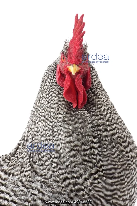  : Amrock Chicken Cockerel  /  Rooster