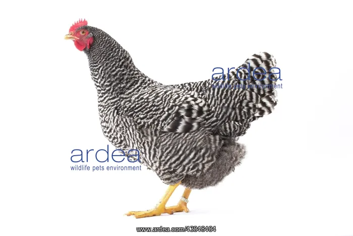  : Amrock Chicken hen