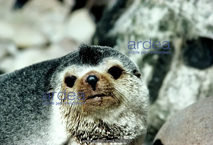 : Amsterdam Fur SEAL - Male : Amsterdam Fur SEAL - Male