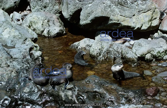: Amsterdam Fur Seals : Amsterdam Fur Seals