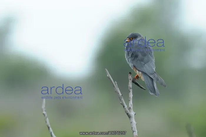 : Amur Falcon : Amur Falcon