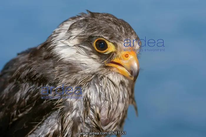 : Amur falcon (Falco amurensis), animal portrait : Amur falcon (Falco amurensis), animal portrait