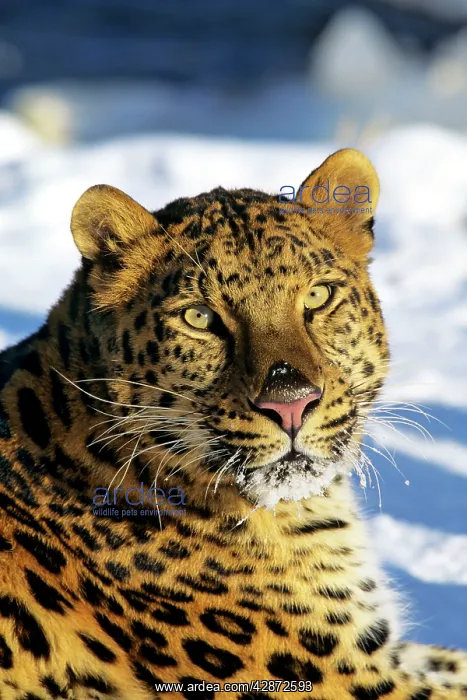 : Amur / Korean Leopard : Amur / Korean Leopard