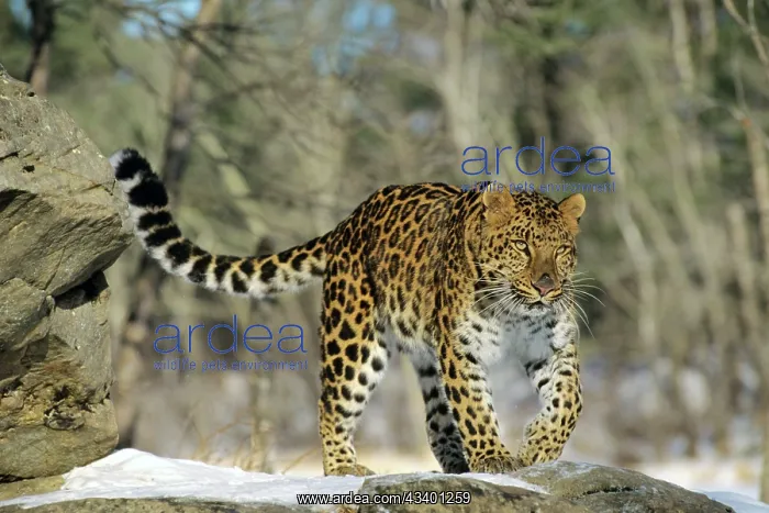 : Amur / Korean Leopard : Amur / Korean Leopard