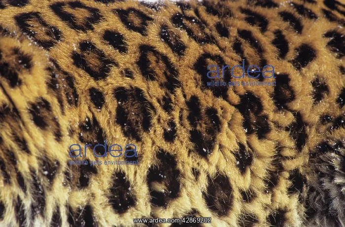 : Amur / Korean Leopard - endangered species : Amur / Korean Leopard - endangered species